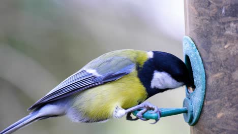 toma en cámara lenta de 4k de un pájaro aterrizando en un comedero para pájaros y comiendo semillas de cerca