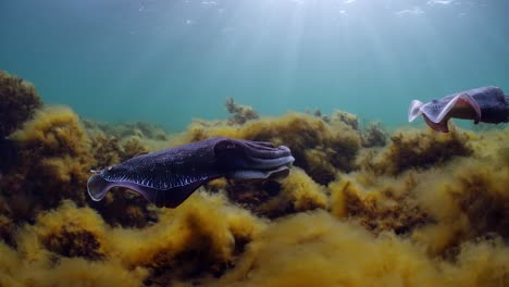 Riesige-Australische-Tintenfische-Sepia-Apama-Migration-Whyalla-Südaustralien-4k-Zeitlupe,-Paarung,-Eier-Legen,-Kämpfen,-Aggregation,-Unter-Wasser