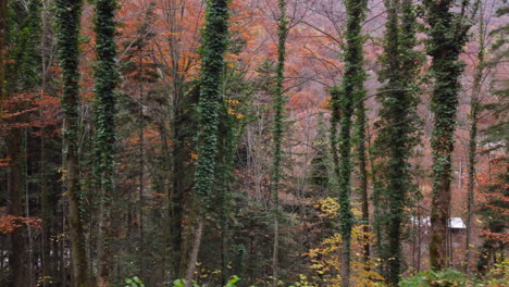 Autumn-forest-trees-yellow-and-red-foliage,-woodland-aerial-view-in-fall-season