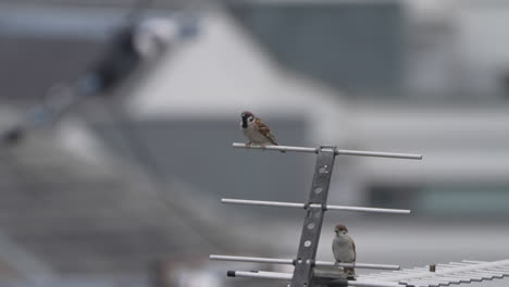 pair of sparrow on house antenna with blurred buildings in background