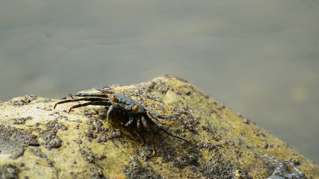 흐린 배경에 바닷물이 있는 베이지색 바위에서 해조류를 먹는 게의 정면