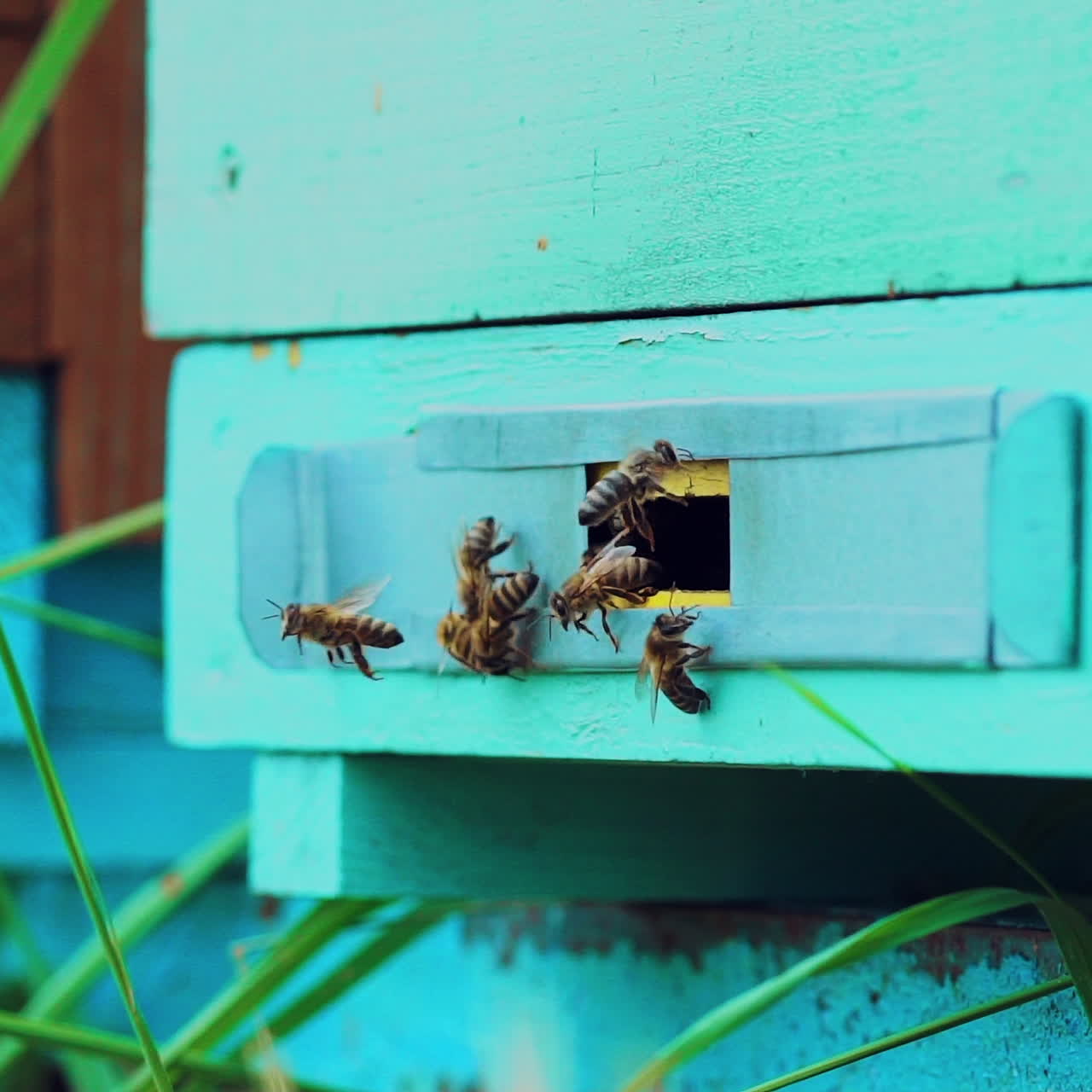 Bees flying near the hive. Life of worker bees. Apiary concept