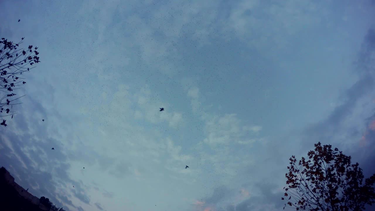 거대한 새 무리가 겨울의 저녁 하늘에서 날아다닙니다.