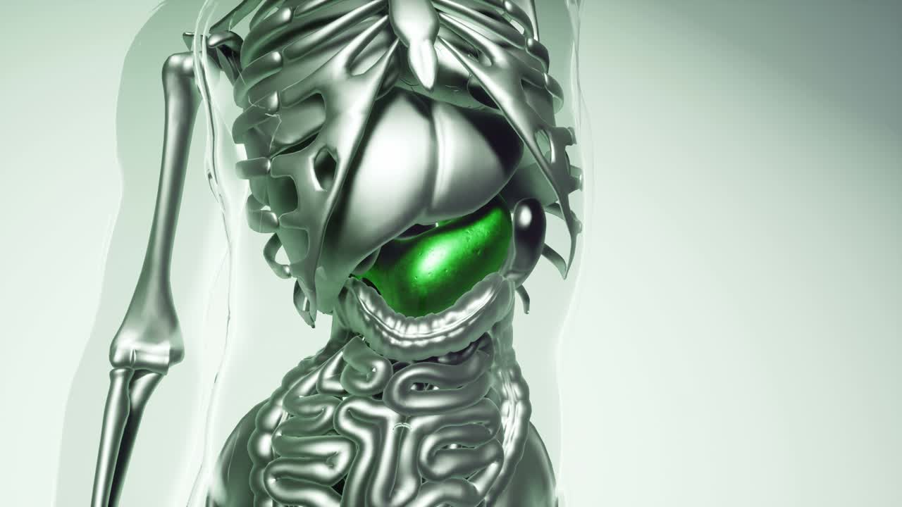 modelo de estómago humano con todos los órganos y huesos