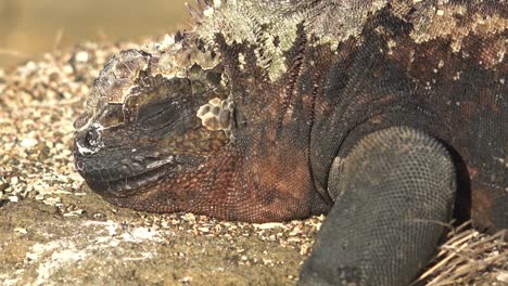 Meerechsen-Lagen-Auf-Lavafelsen-Auf-Den-Galapagos-Inseln-2