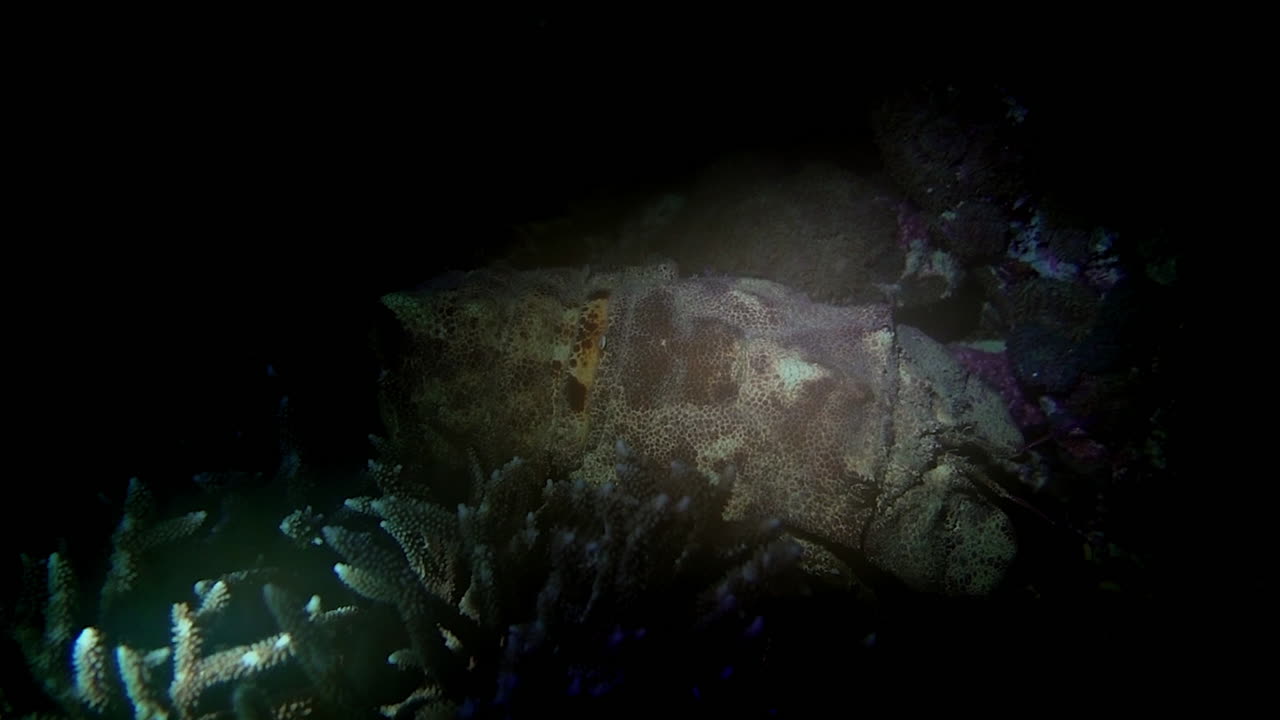 Slipper lobster crawls over coral on a tropical reef at night.
