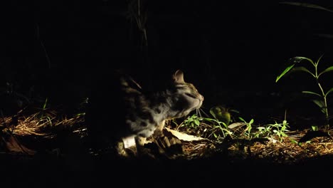 visto al aire libre en medio de la noche rascándose la oreja derecha como lo revela una linterna desde el lado derecho del marco