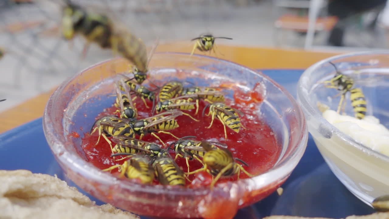 Swarm of wasps feeding from a jam bowl on a table