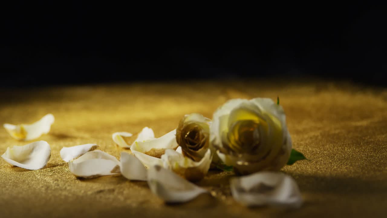 ⁇  장미와 꽃잎이 반 ⁇ 이는 4k에  ⁇ 어져 있습니다.