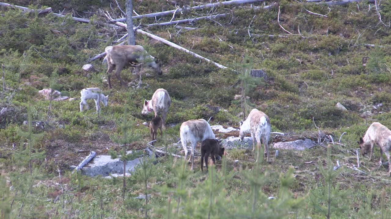 스웨덴-2의 순록