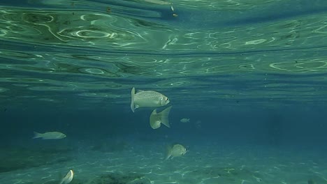 underwater scene of small fish swimming under sea water surface