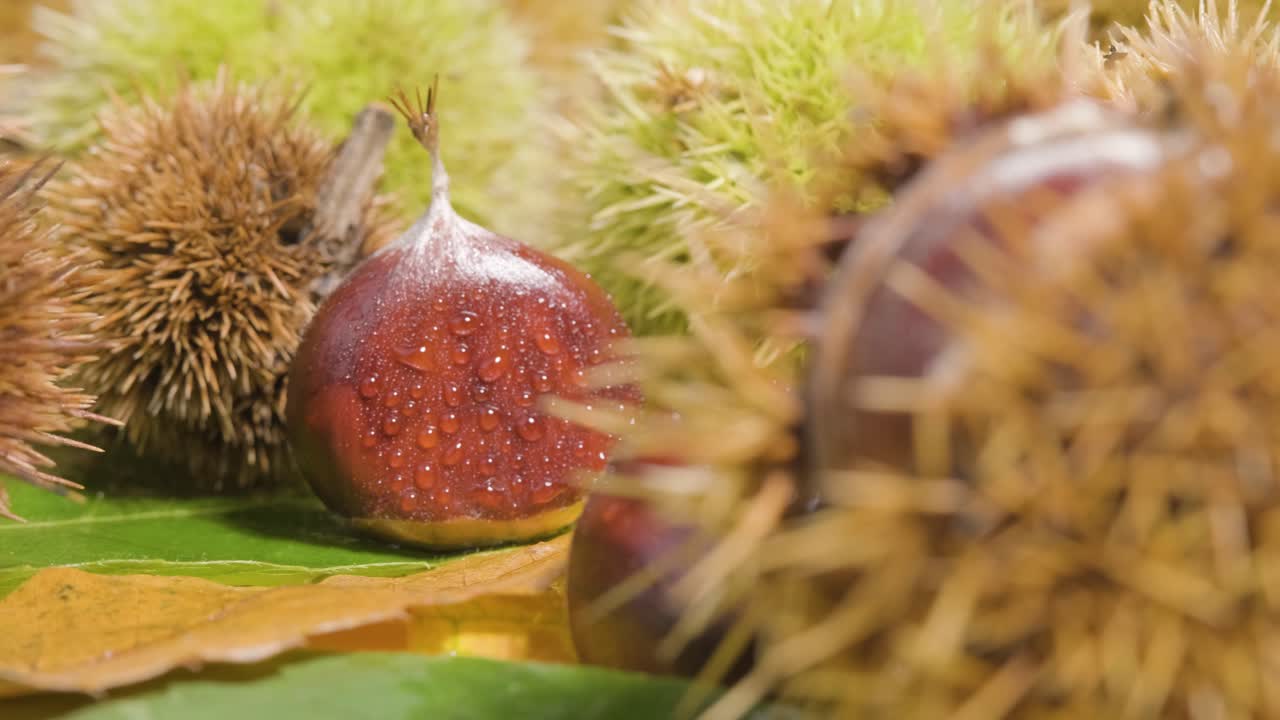 Close up rotation Chestnut hedgehog revealing raw fruit with droplets - organic food
