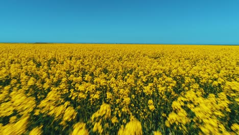 vast yellow rapeseed field