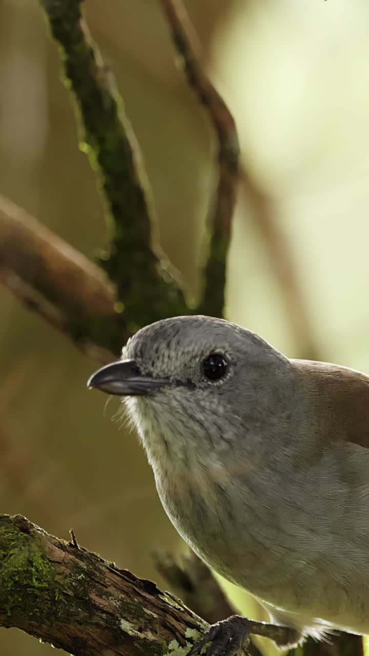 Un uccello averla grigio si posa su un ramo muschioso in una foresta illuminata dal sole, poi prende rapidamente il volo. Illuminazione naturale soffusa, inquadratura ravvicinata stabile.