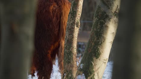 Furry-rump-of-highland-cow-walking-behind-trees-in-snowy-winter-forest