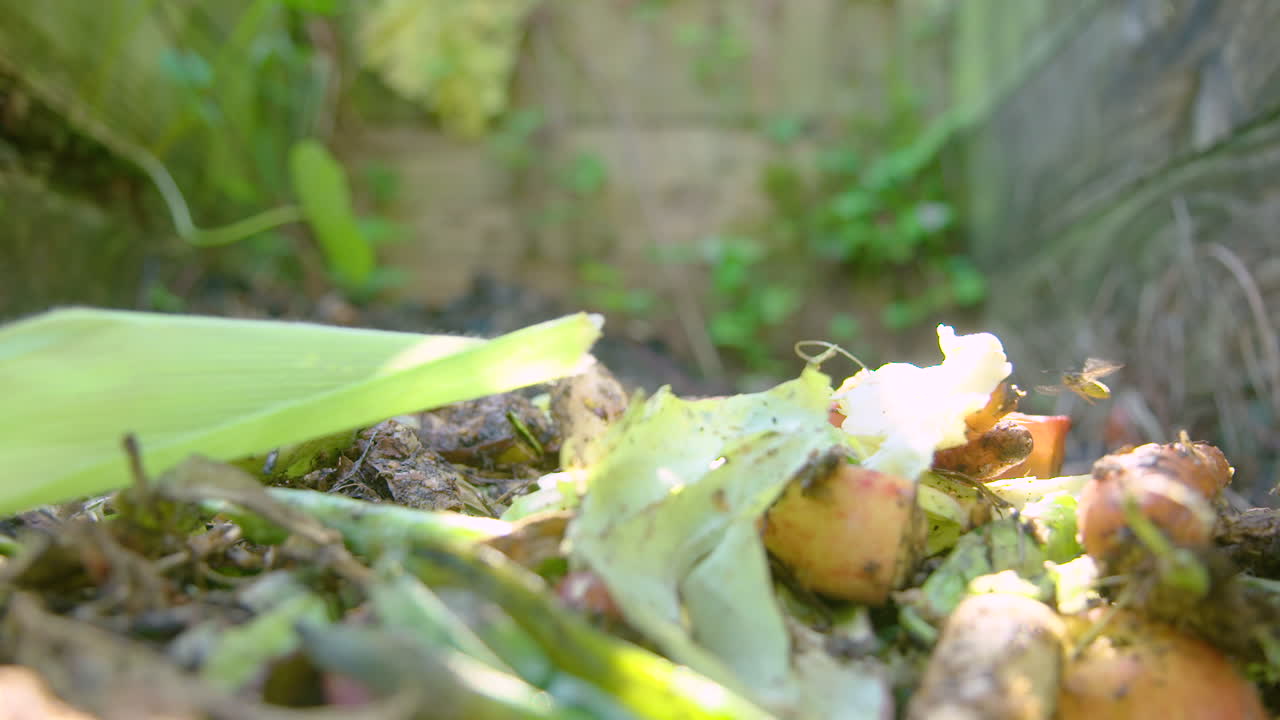 una avispa volando sobre un montón de compost de jardín rural en cámara lenta de 150 fps