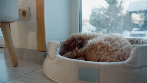 dog sleeping peacefully in soft bed near glass window with snowy outdoor view and tree in background, cozy and tranquil atmosphere, relaxed indoor moment with furry pet, wintery setting