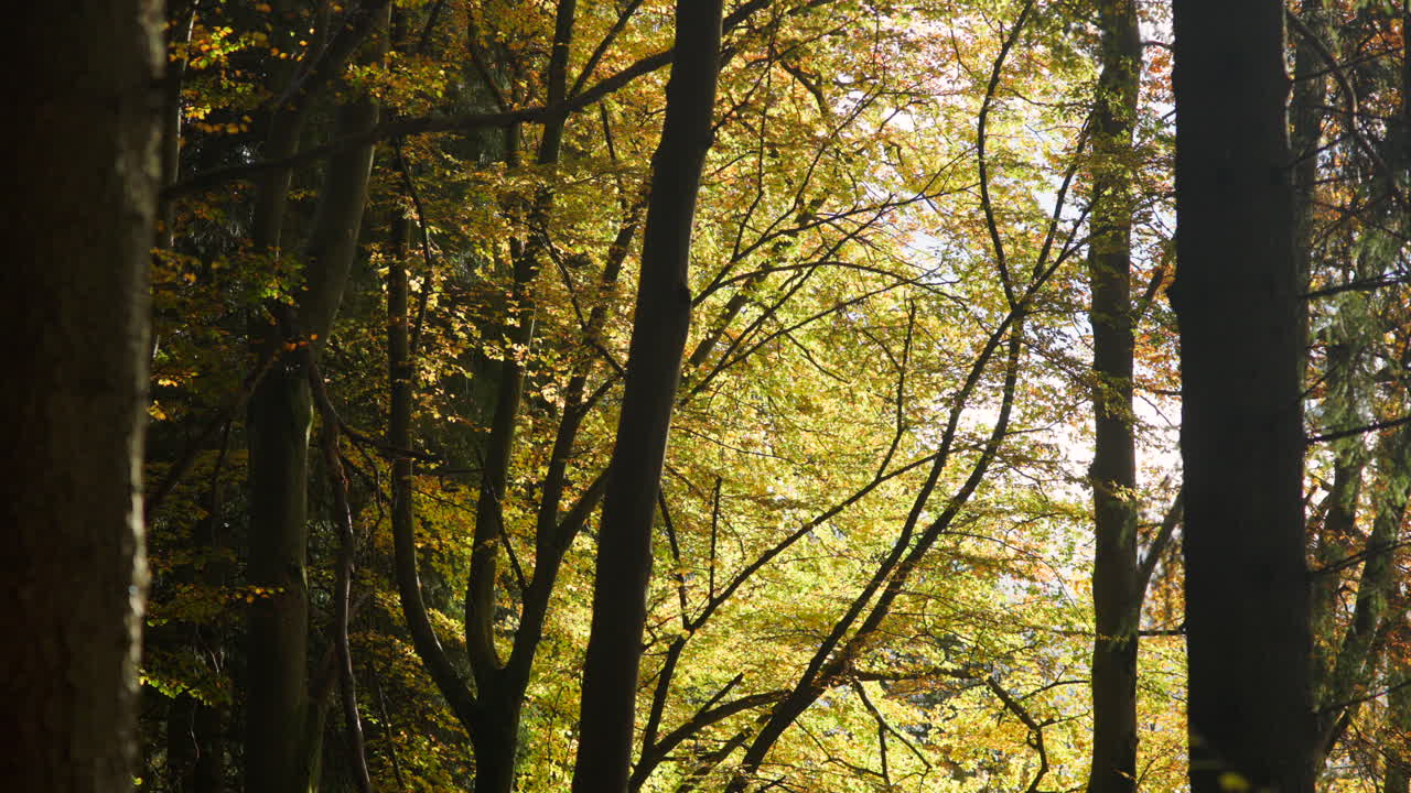 Sunlight peeking into the forest and illuminating the bright golden foliage on the trees