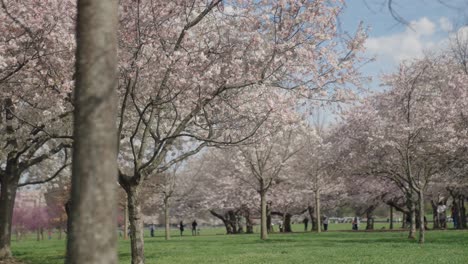 Cherry-Blossom-Trees-in-Washington,-D.C