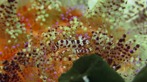 Coleman-shrimp-between-the-spines-of-a-magnificent-fire-urchin,-bending-back,-close-up