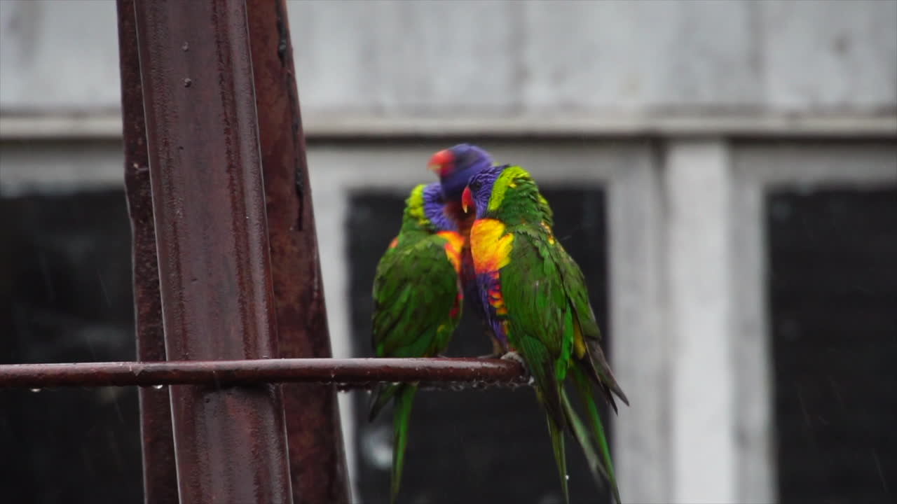 슬로우 모션: 빗속에서 금속 막대에서 이륙하는 다채로운 새