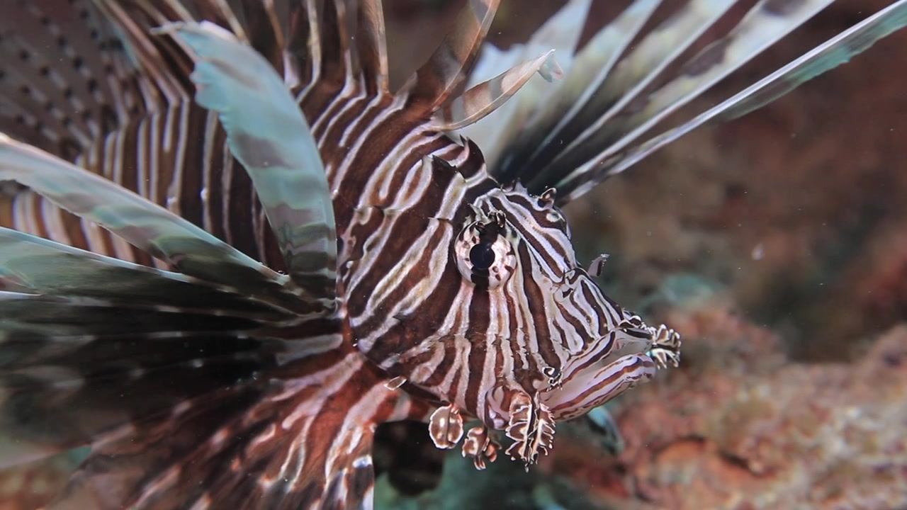 Close-up of a lionfish (Pterois volitans) displaying its striped body and venomous spines while hovering over a coral reef in the clear tropical waters of Cuba.
