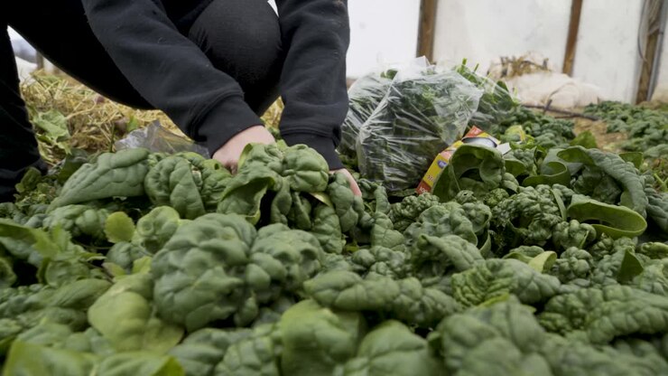 Harvesting spinach in a greenhouse