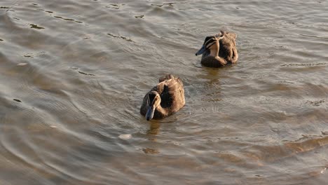 ducks interact and feed in tranquil lake waters