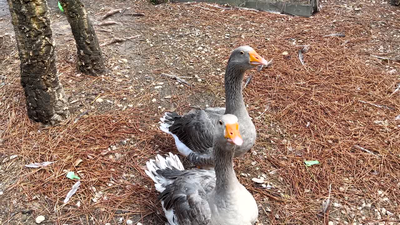 dos patos enojados haciendo ruido en una granja