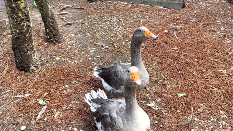 Two-angry-ducks-making-noise-on-a-farm