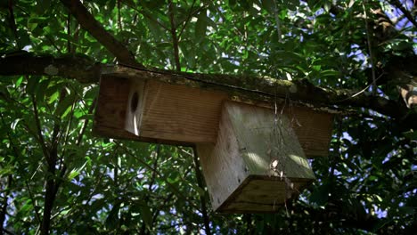 custom nesting box for small bird species