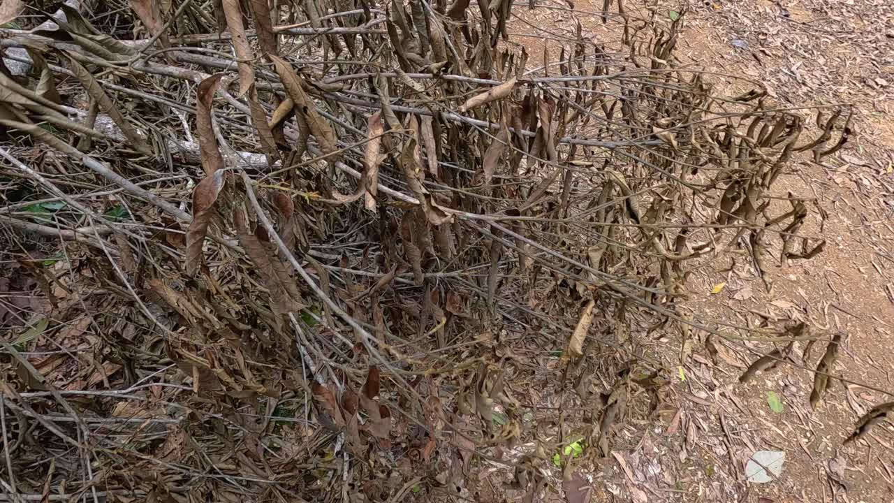 Close-up of dry leaves gently swaying on a eucalyptus bush in natural lighting
