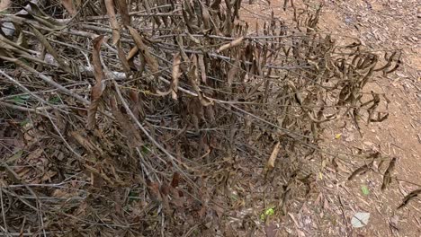 close-up of dry leaves gently swaying on a eucalyptus bush in natural lighting