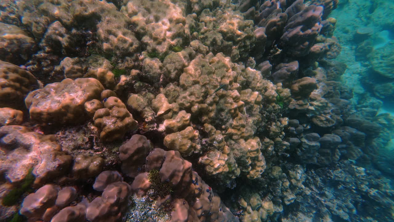 Esplora la mozzafiato barriera corallina della Thailandia sottomarina che mostra una colorata vita marina e