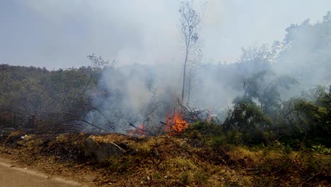 Forest-fire-burning-on-side-of-the-road