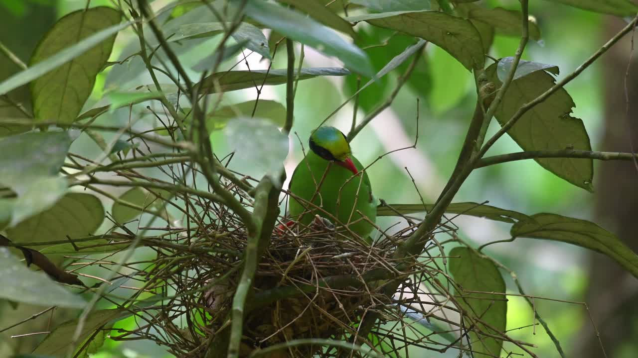 Sitting on its nest watching its nestlings and it looks around and chirps