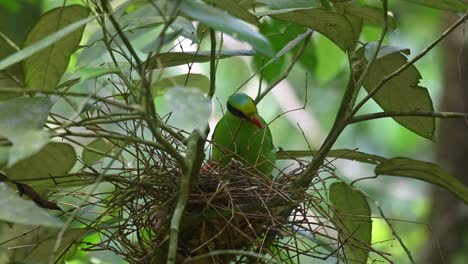 Sitzt-Auf-Seinem-Nest-Und-Beobachtet-Seine-Nestlinge,-Schaut-Sich-Um-Und-Zwitschert