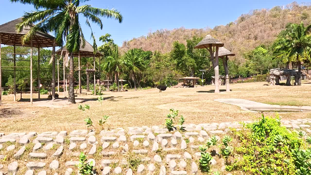 avestruz vagando en el entorno abierto del zoológico