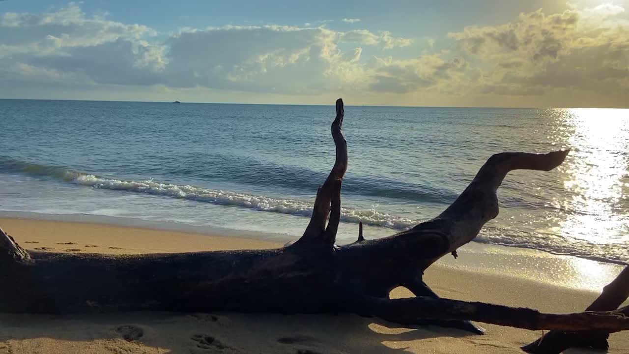 An old tree trunk sits silhouetted in the foreground on this tranquil beach shot, with gentle lapping waves and the sun sparkling off the ocean, in tropical north Queensland