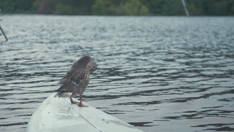 Mallard-duck-standing-on-nose-of-surfboard-preening-feathers,-shakes-tail