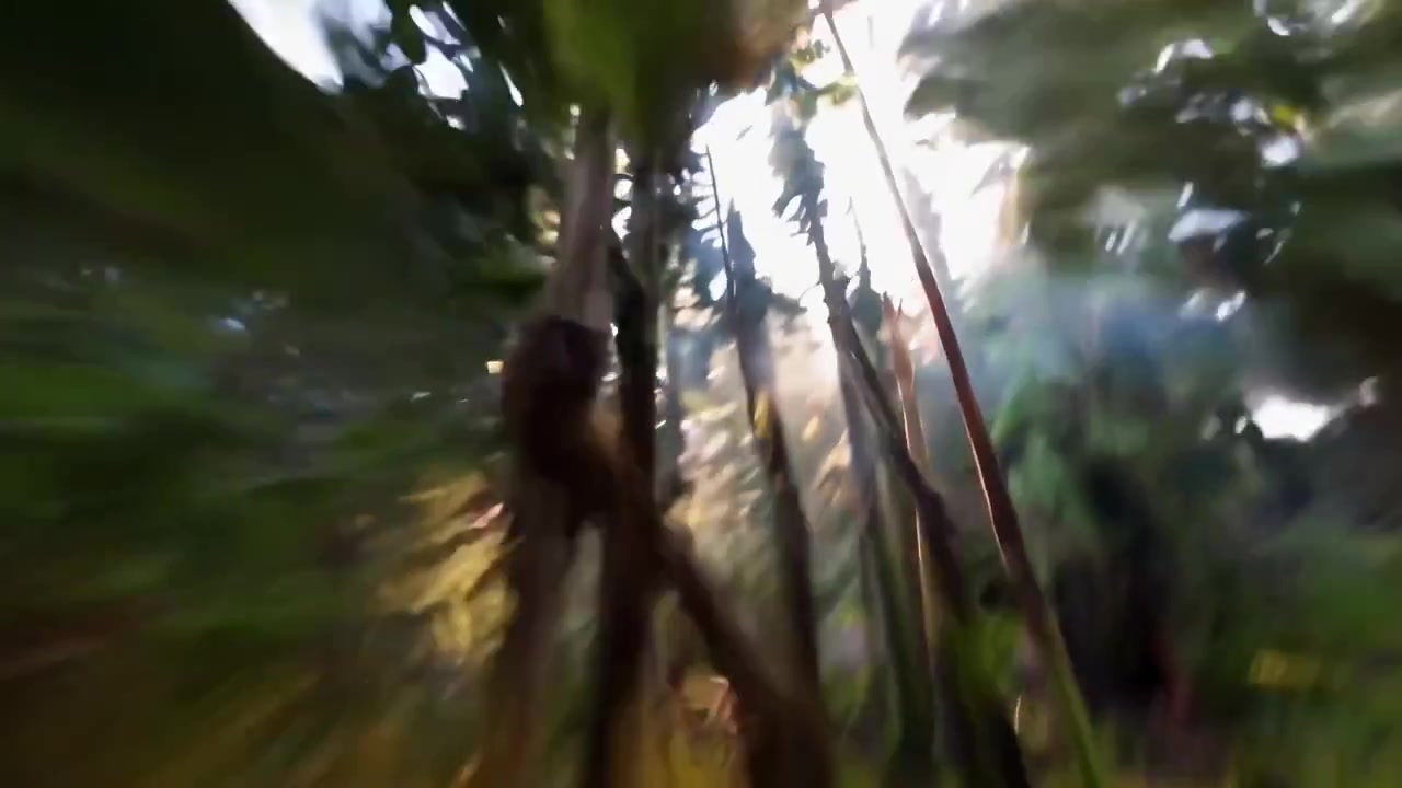 Volo FPV dinamico attraverso una foresta verde baciata dal sole.