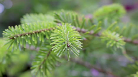 New-growth-on-the-branches-of-a-young-replanted-Christmas-tree-in-a-plant-pot-in-a-garden-in-England