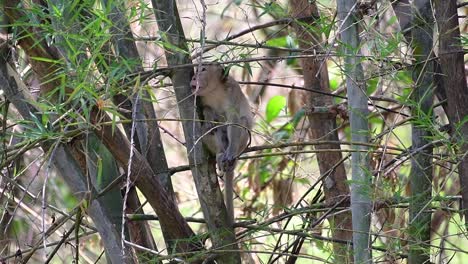 The-Long-tailed-Macaques-are-the-easiest-monkeys-to-find-in-Thailand-as-they-are-present-at-temple-complexes,-national-parks,-and-even-villages-and-cities