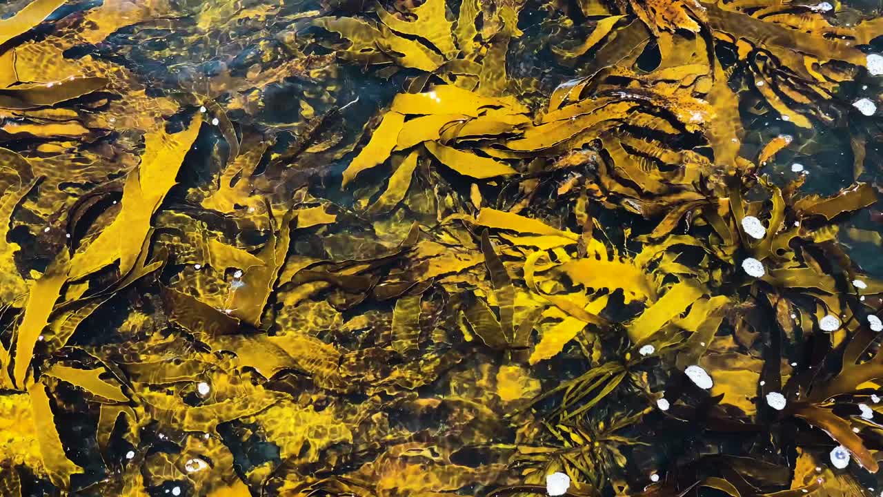 바다에서 흔들리는 활기찬 해초를 내려다보는 정적 샷