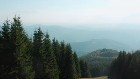 Bosque-De-Pinos-Y-Colinas-En-Un-Día-Nublado