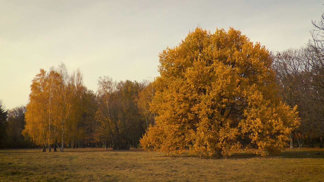 Trees with autumn leaves in Pole Mokotowskie Park in Warsaw, Poland