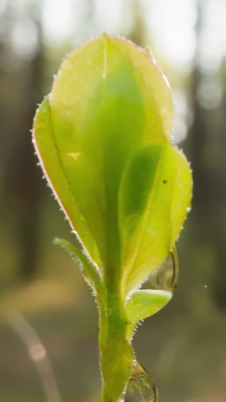 Young shoot of plant on lawn under blue sky. Beautiful spring forest in morning. Clean drop of dew runs down leaf and stem on blurred background