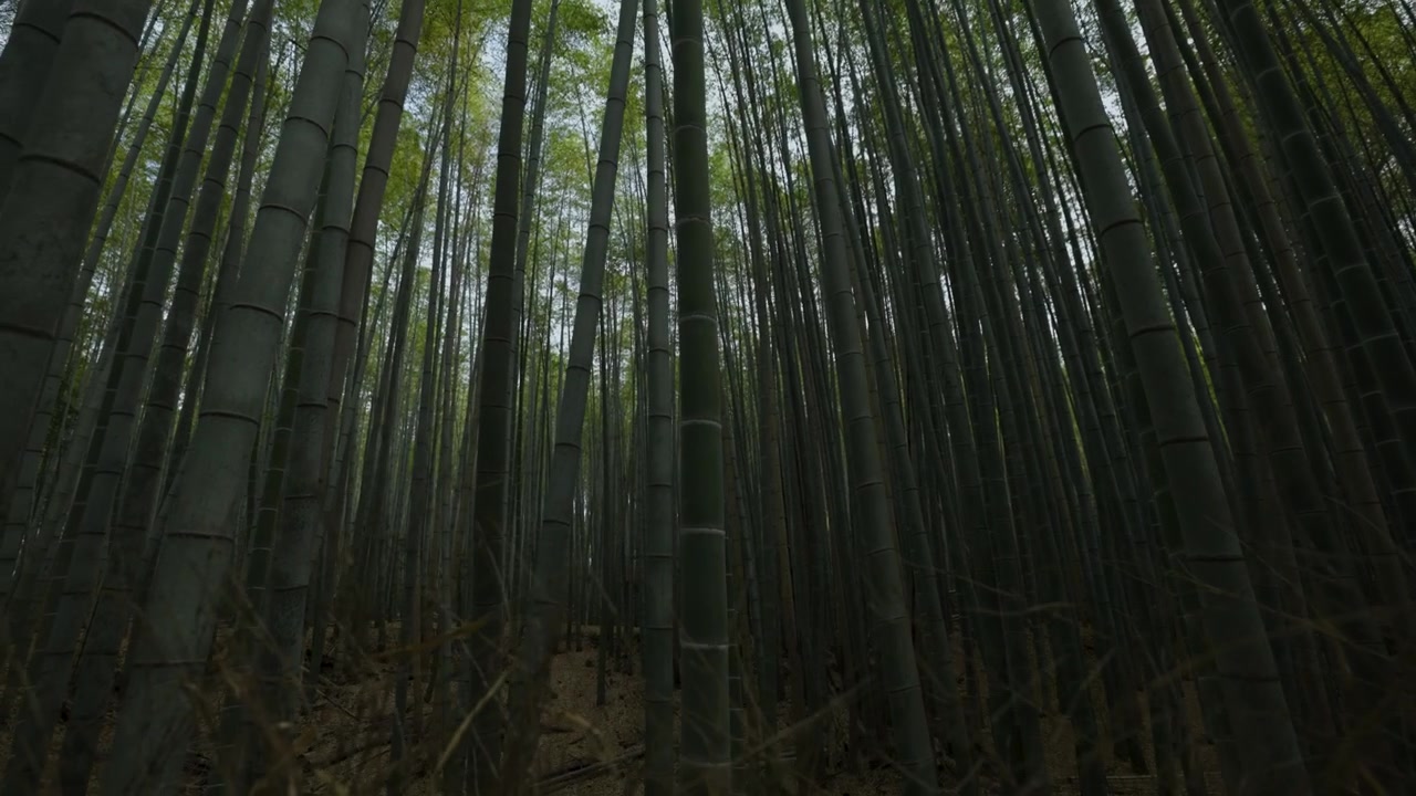 Foresta di bambù di Arashiyama, estate in Giappone