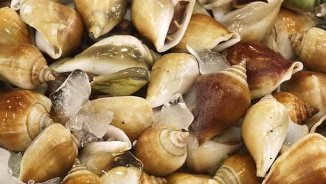 Freshly caught sea snails on ice