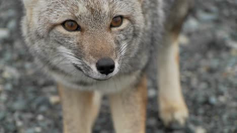 a small fox in the patagonia region of chile patagonia